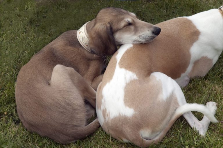 Pet Health Insurance Mount Pleasant SC (843) 7634200